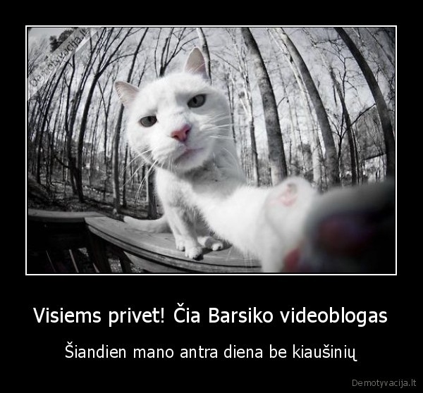 Visiems privet! Čia Barsiko videoblogas - Šiandien mano antra diena be kiaušinių