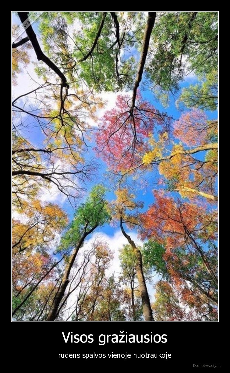 Visos gražiausios - rudens spalvos vienoje nuotraukoje