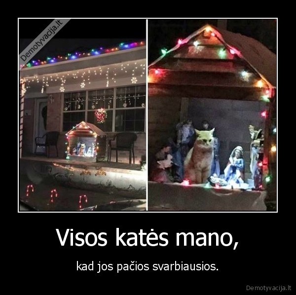 Visos katės mano, - kad jos pačios svarbiausios.