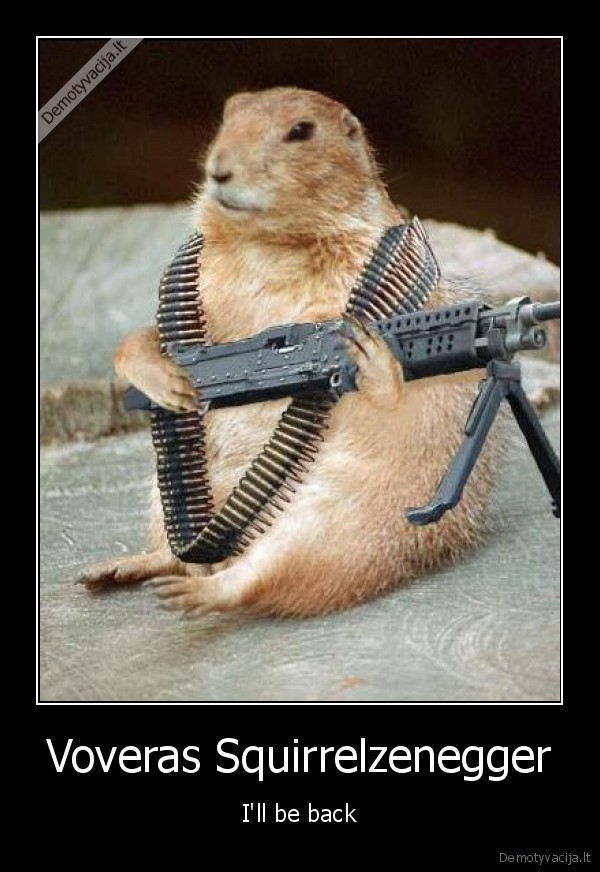 Voveras Squirrelzenegger - I'll be back