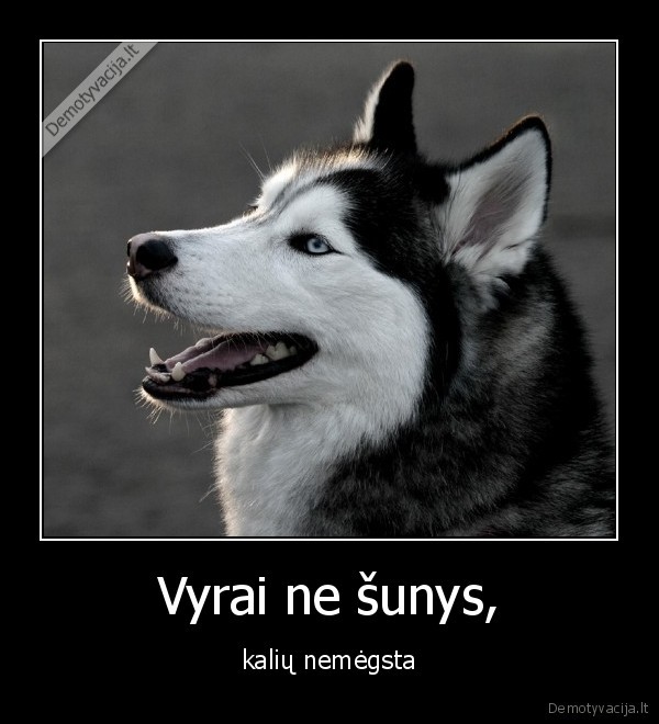 Vyrai ne šunys, - kalių nemėgsta