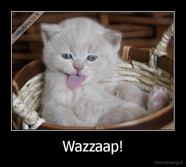 Wazzaap! - 