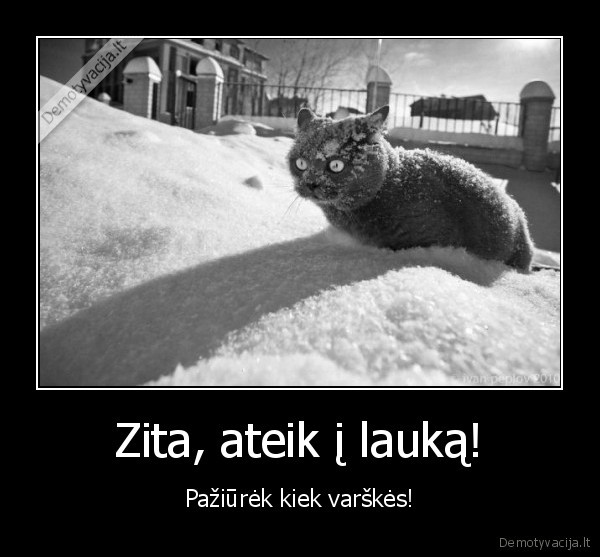 Zita, ateik į lauką! - Pažiūrėk kiek varškės!