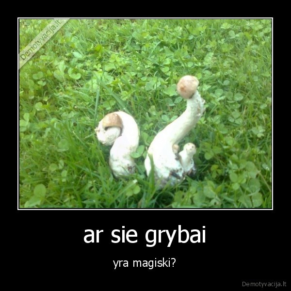 ar sie grybai - yra magiski?