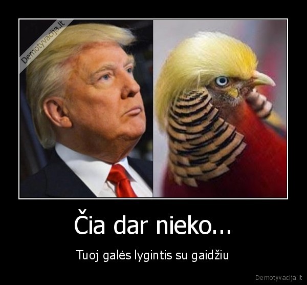 Čia dar nieko... - Tuoj galės lygintis su gaidžiu