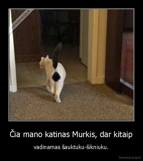 Čia mano katinas Murkis, dar kitaip - vadinamas šauktuku-šikniuku.