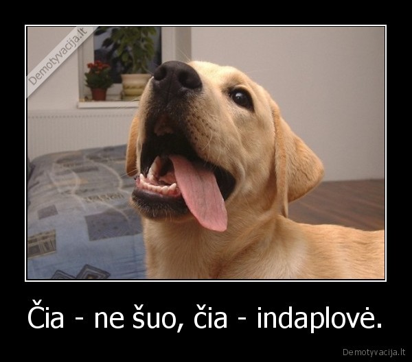 Čia - ne šuo, čia - indaplovė. - 