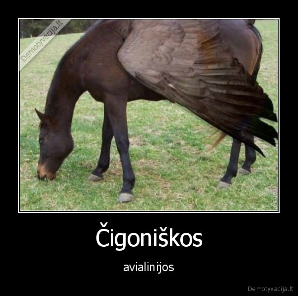 Čigoniškos - avialinijos