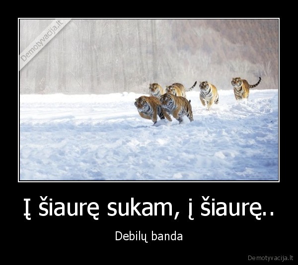 Į šiaurę sukam, į šiaurę.. - Debilų banda