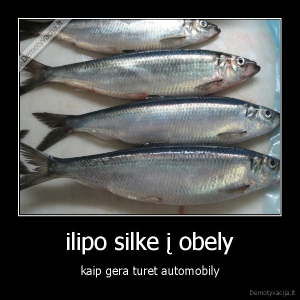 ilipo silke į obely - kaip gera turet automobily