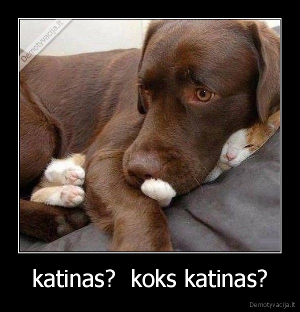 katinas?  koks katinas? - 