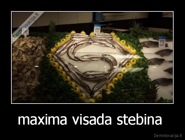 maxima visada stebina  - 