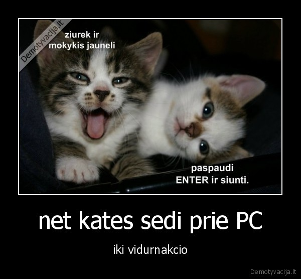 net kates sedi prie PC - iki vidurnakcio