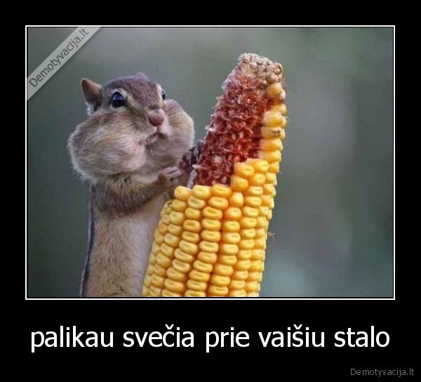 palikau svečia prie vaišiu stalo - 