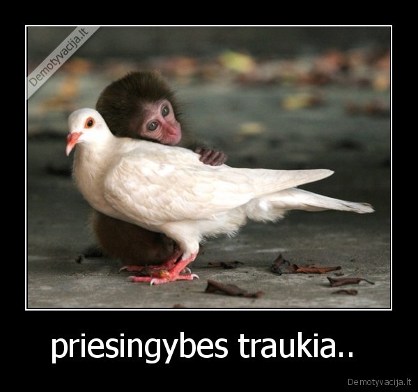 priesingybes traukia..  - 