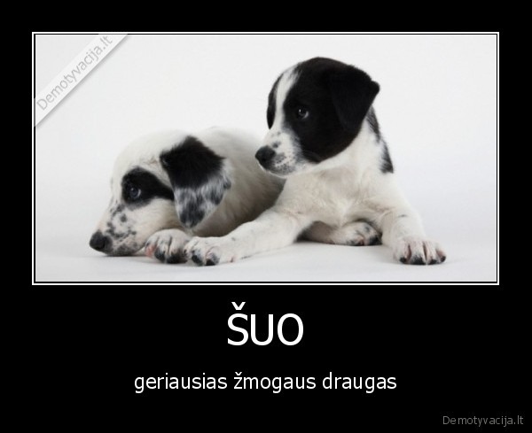 ŠUO - geriausias žmogaus draugas