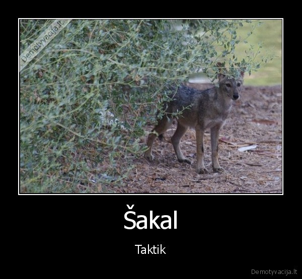 Šakal - Taktik