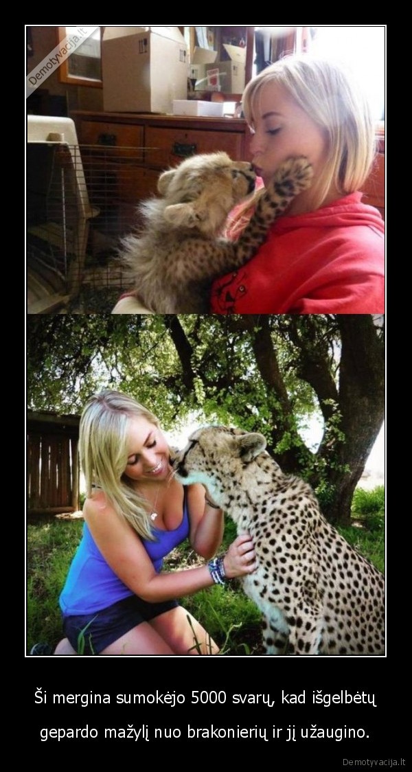 Ši mergina sumokėjo 5000 svarų, kad išgelbėtų - gepardo mažylį nuo brakonierių ir jį užaugino.