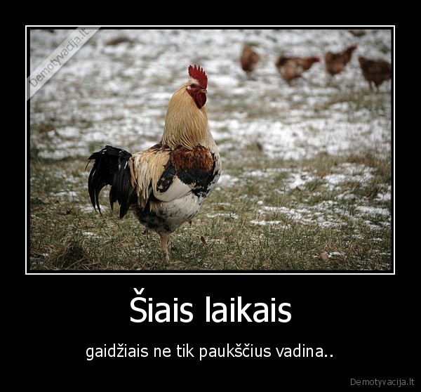 Šiais laikais - gaidžiais ne tik paukščius vadina..