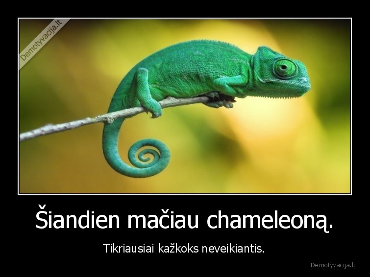 Šiandien mačiau chameleoną. - Tikriausiai kažkoks neveikiantis.