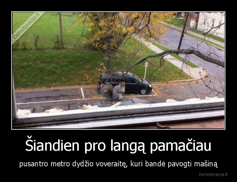 Šiandien pro langą pamačiau - pusantro metro dydžio voveraitę, kuri bandė pavogti mašiną