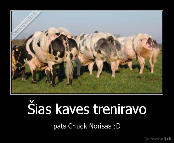 Šias kaves treniravo - pats Chuck Norisas :D