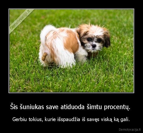 Šis šuniukas save atiduoda šimtu procentų.  - Gerbiu tokius, kurie išspaudžia iš savęs viską ką gali.