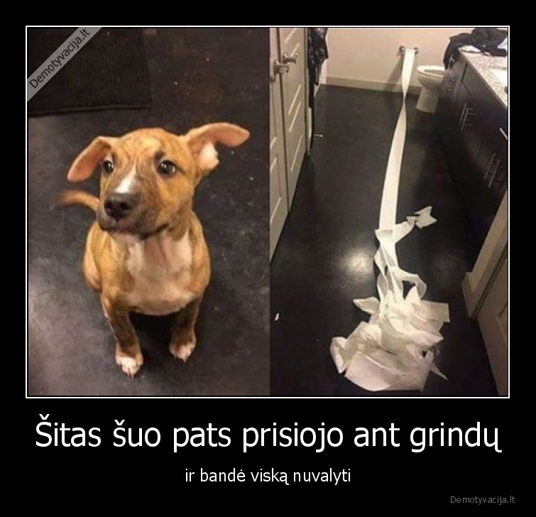 Šitas šuo pats prisiojo ant grindų - ir bandė viską nuvalyti