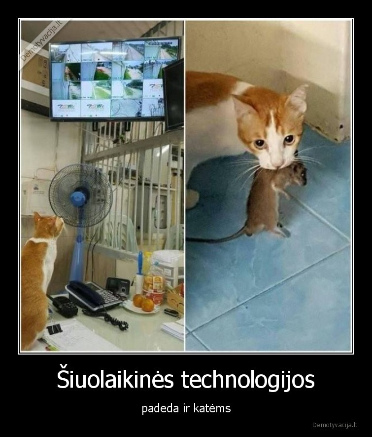 Šiuolaikinės technologijos - padeda ir katėms