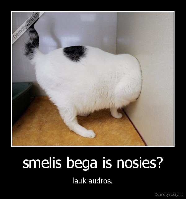 smelis bega is nosies? - lauk audros.