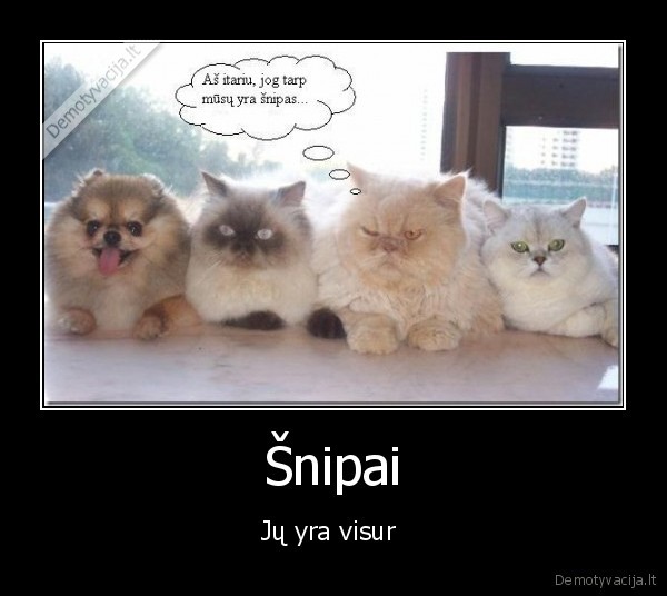 Šnipai - Jų yra visur 