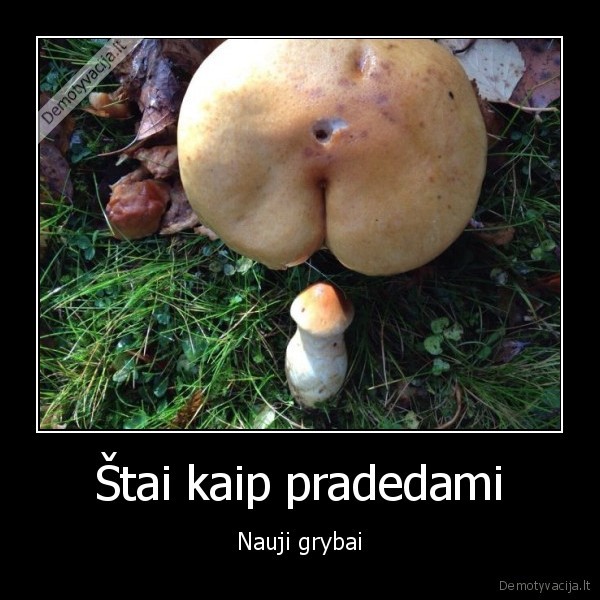 Štai kaip pradedami - Nauji grybai