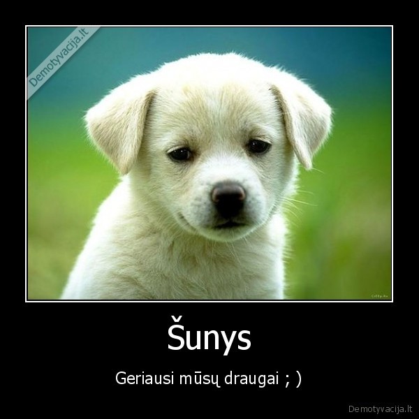 Šunys - Geriausi mūsų draugai ; )