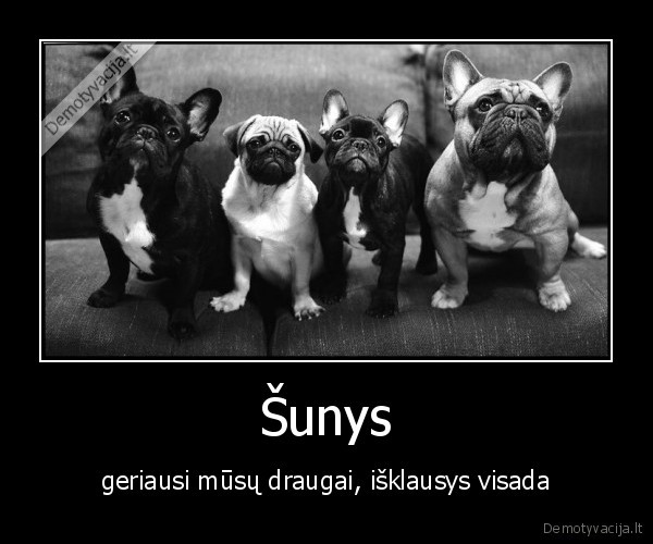 Šunys - geriausi mūsų draugai, išklausys visada