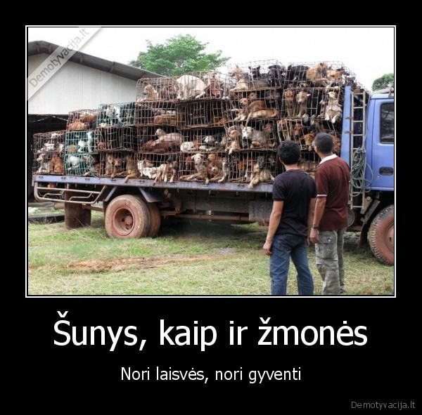 Šunys, kaip ir žmonės - Nori laisvės, nori gyventi