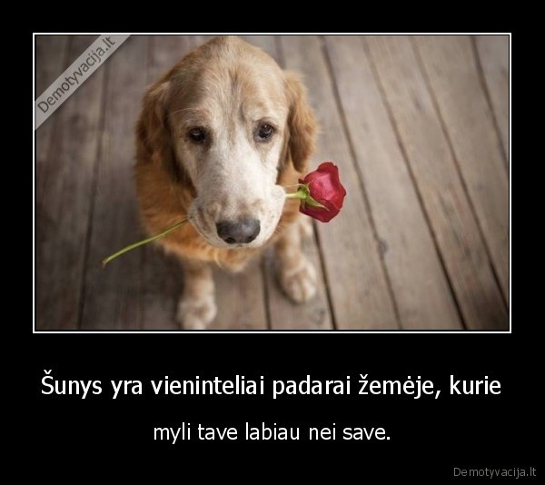 Šunys yra vieninteliai padarai žemėje, kurie - myli tave labiau nei save.