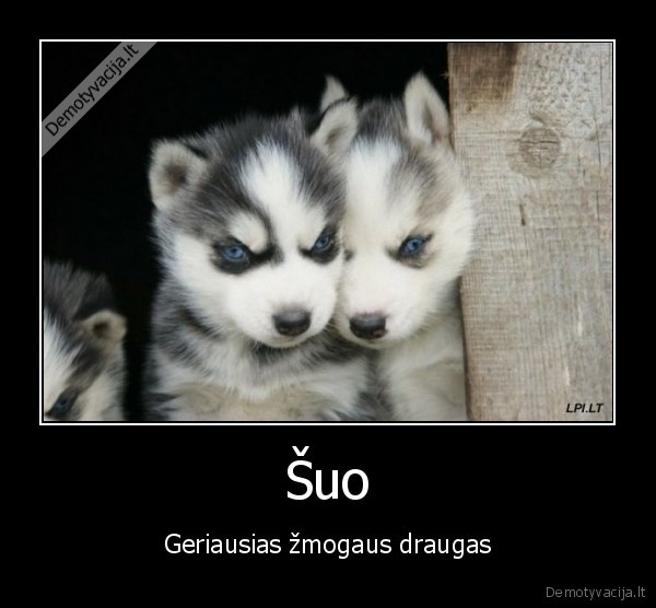 Šuo - Geriausias žmogaus draugas