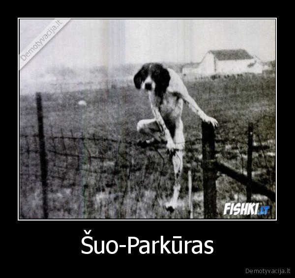 Šuo-Parkūras - 