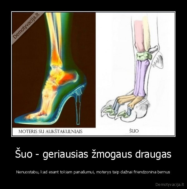 Šuo - geriausias žmogaus draugas - Nenuostabu, kad esant tokiam panašumui, moterys taip dažnai friendzonina bernus