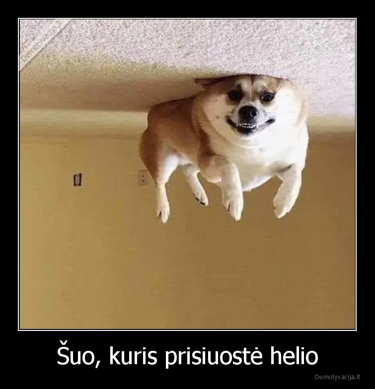 Šuo, kuris prisiuostė helio - 