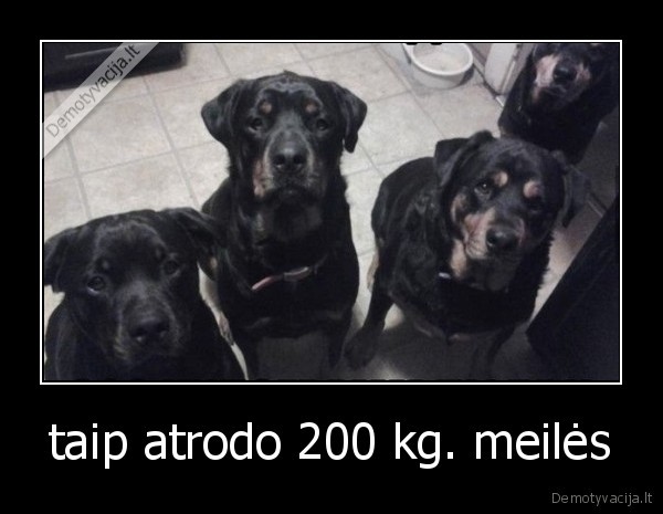 taip atrodo 200 kg. meilės - 