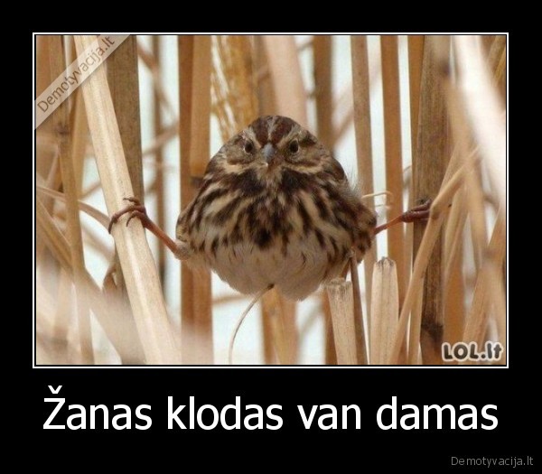 Žanas klodas van damas - 