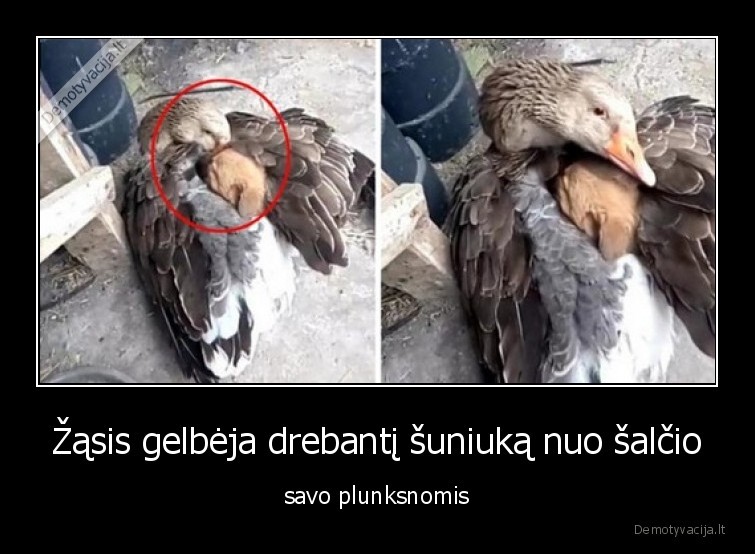 Žąsis gelbėja drebantį šuniuką nuo šalčio - savo plunksnomis