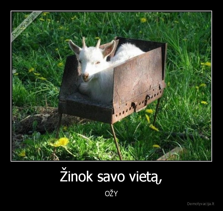 Žinok savo vietą, - OŽY