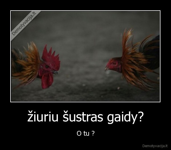 žiuriu šustras gaidy? - O tu ?