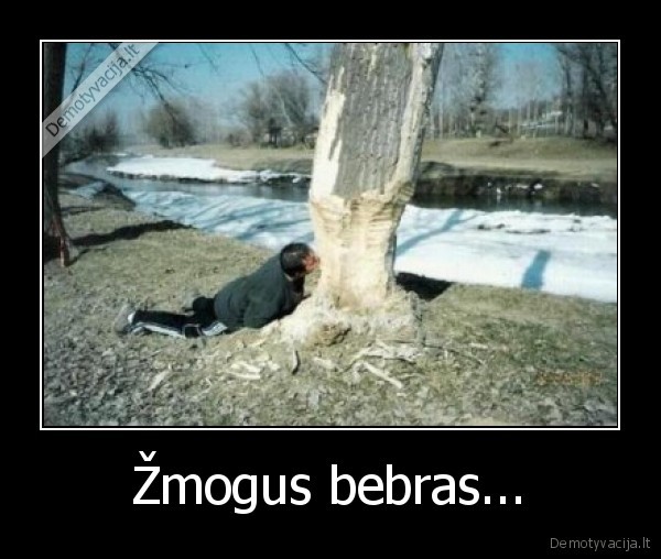 Žmogus bebras... - 