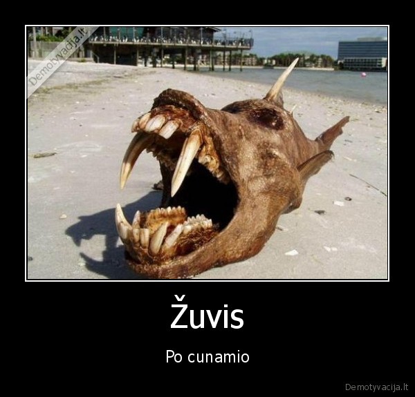 Žuvis - Po cunamio